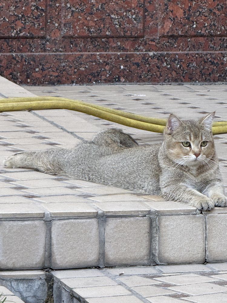 Mushuk sotilmidi vyazkaga Британский toza qon mushuk shinshilla