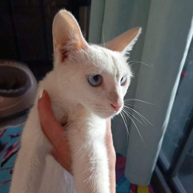 котята турецкой ангоры СРОЧНО