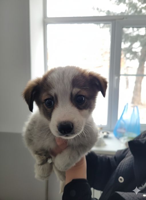 Отдам Щенка мальчика в добрые руки!