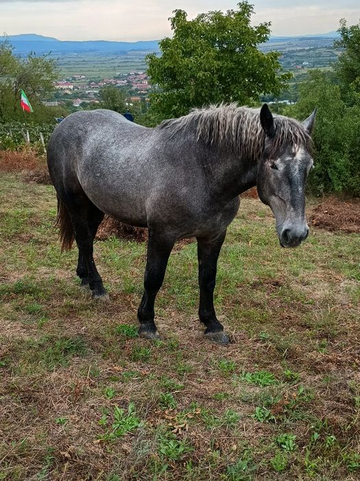 Vând mânz percheron