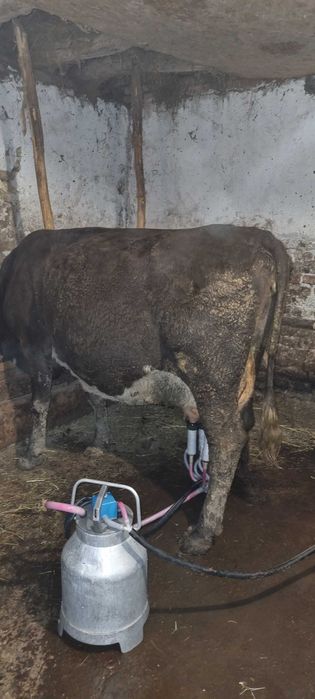 Продавам крави прясно отелени и бременни