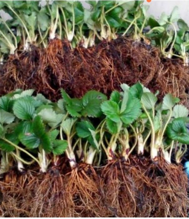 Продавам рассад ягоди.