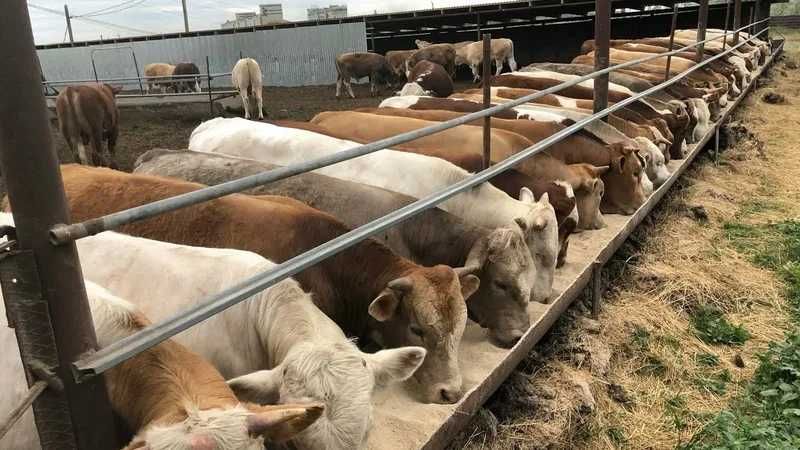 Продам откормленных бычков