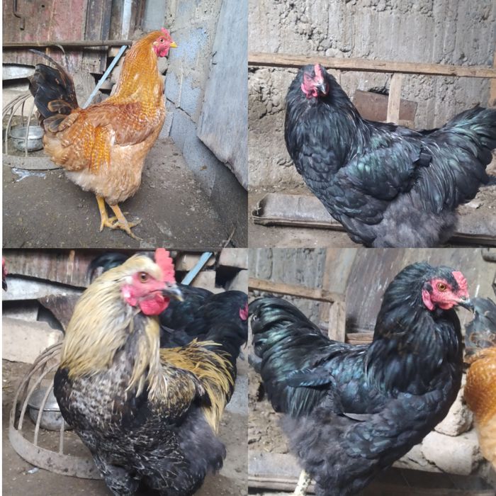 Қораз. Австролоп қораздар сатылады. Петухи продаются.