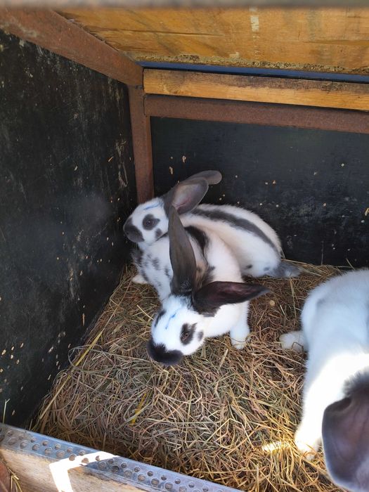 Fluture german de vânzare