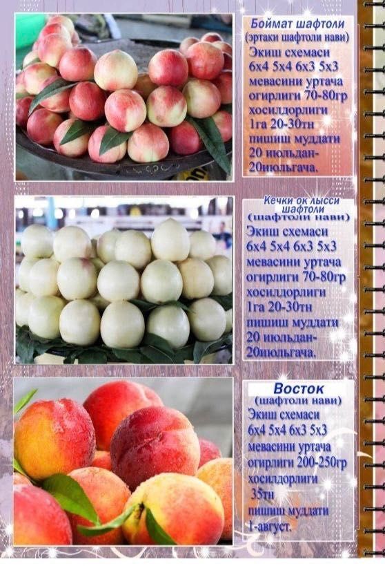 Саженцы / ko'chatlar