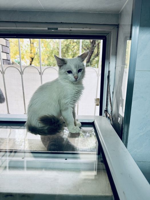 Милый котик сиамский