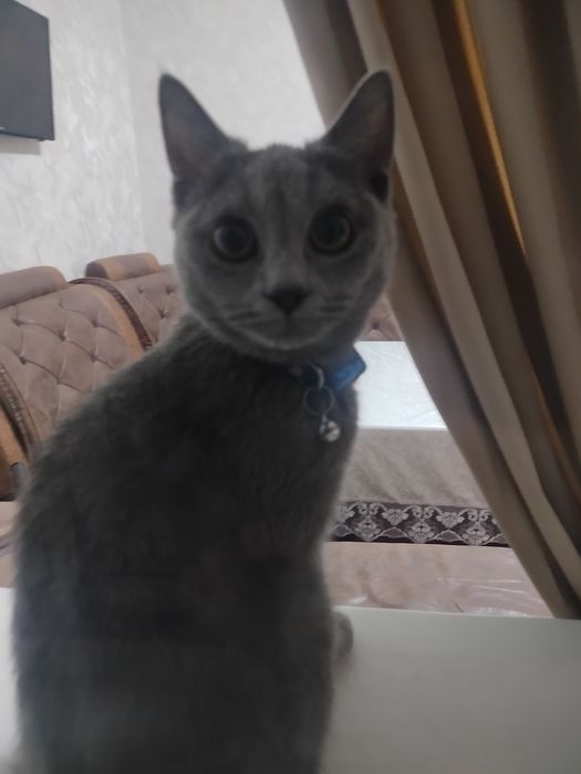 Kafolat beramiz  emlangan zotor yovoyi bas yuvosh aqili gapga tushunad