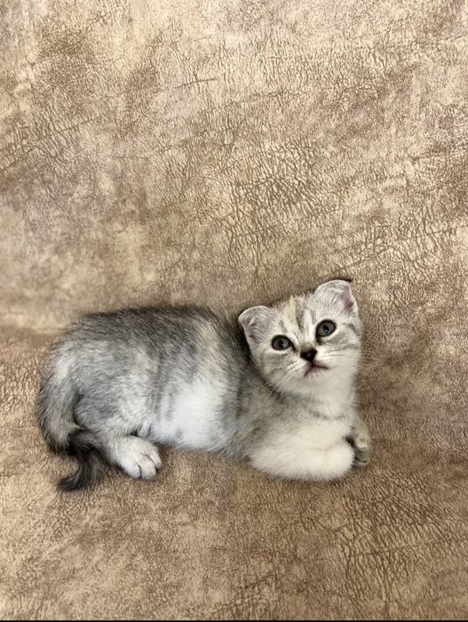 Скоттиш фолд и Скоттиш страйт