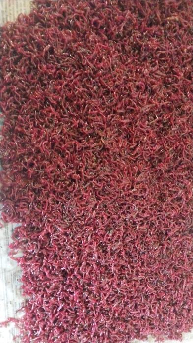 Мотыль, опарыш, черви, живец,КРУГЛОСУТОЧНО РАБОЧИЙ ПОСЁЛОК .