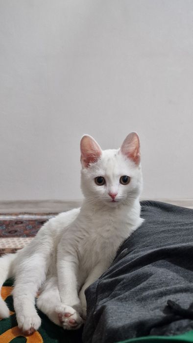 Котёнок Турецкая Ангора