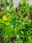Dafin pomișor, Rozmarin, Arbore de Cafea, Cherimoya - plante bio