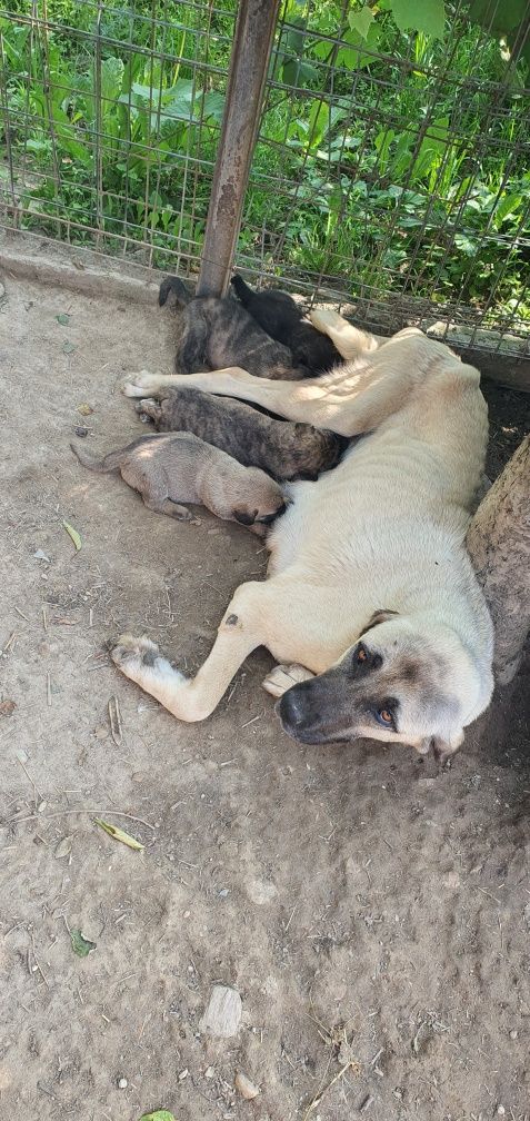 donez catei kangal x presa canario