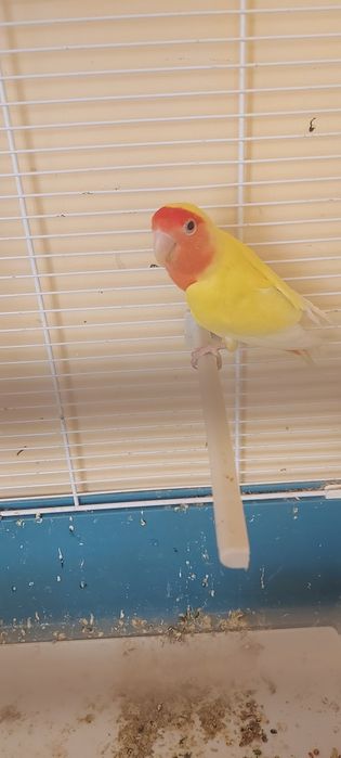 Pereche papagali agapornis