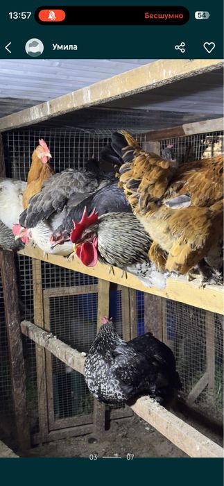 Domashniy tuxumla sotiladi