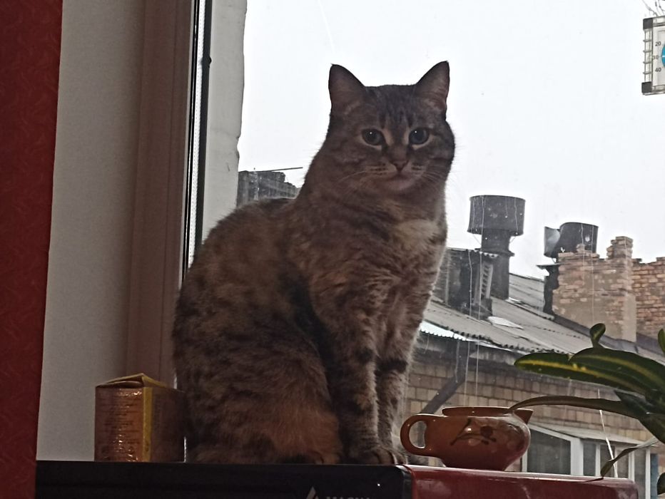 Дарю ласковую Кошечку