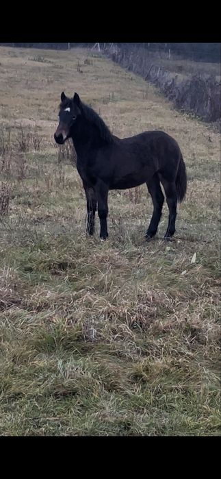 Vând manză de 4 luni
