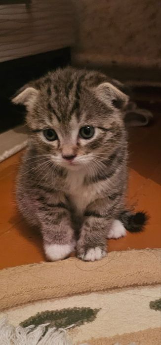 Продаётся домашний котёнок!
Очаровательный шотландский вислоухий котён