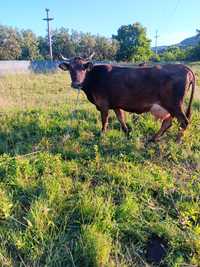 La pachet Bruna de maramures