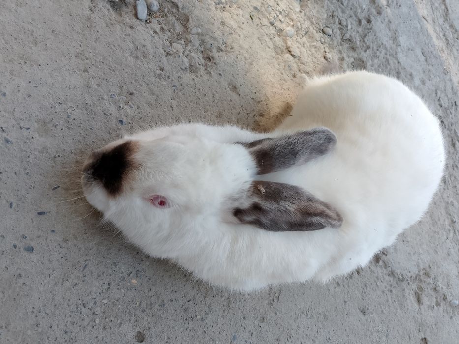 Kaliforniya zotli quyon