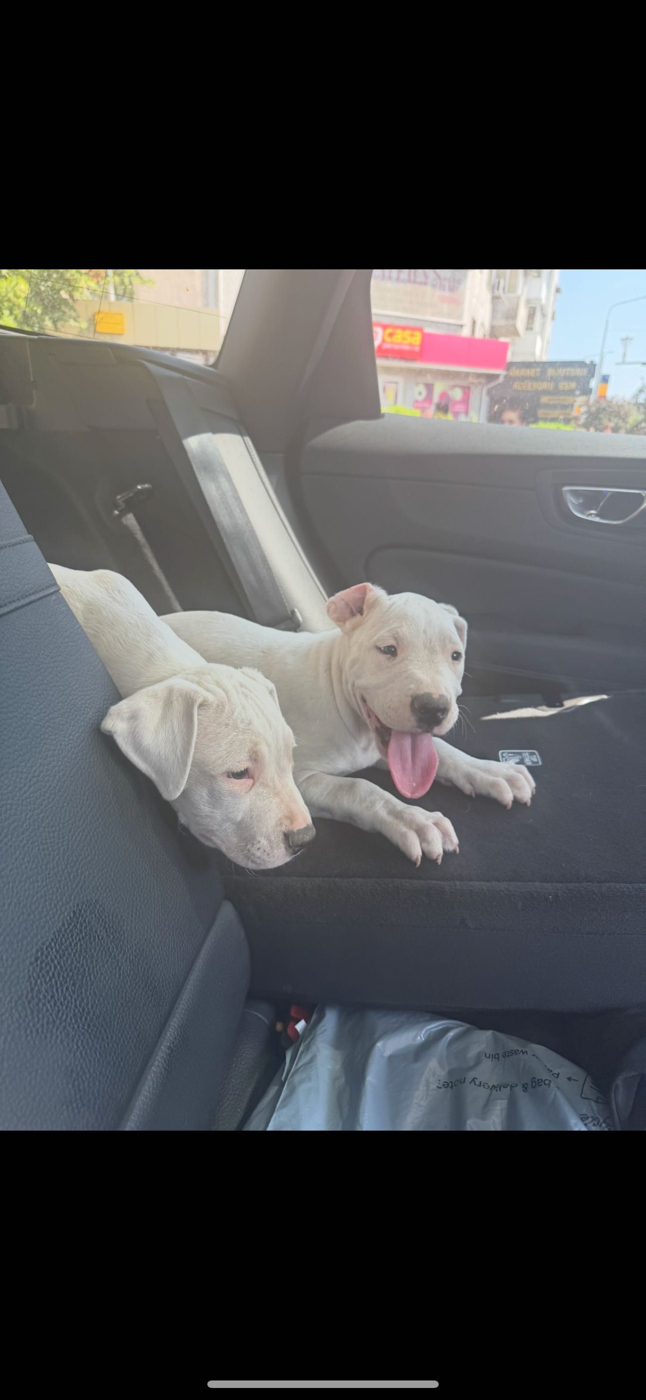 Dog argentinian din părinți cu pedigree