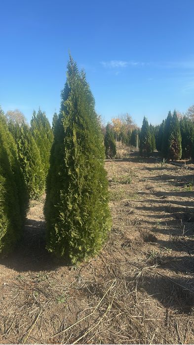 Tuia / Brad / Leylandii