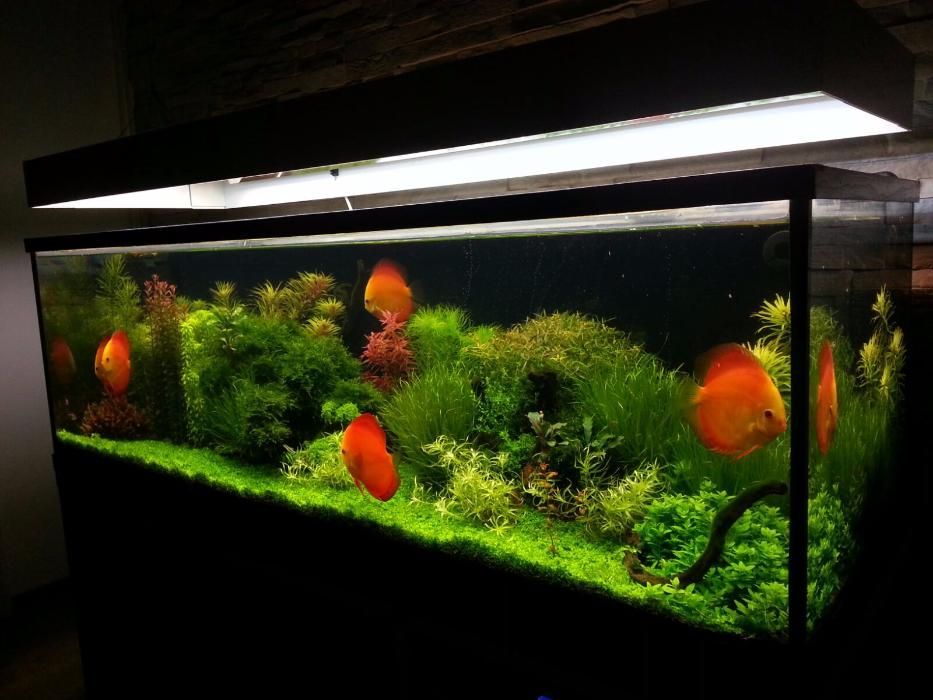 Intretinere acvariu si amenajari acvarii oriunde in tara