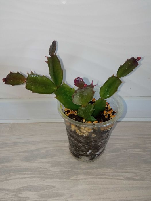 Shluberger (dekabrist)