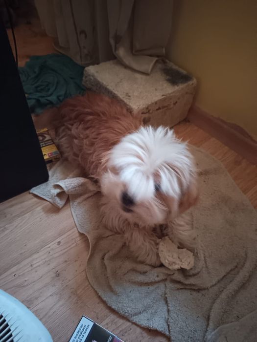 Cățelușa shitzu vărsta 3-5ani