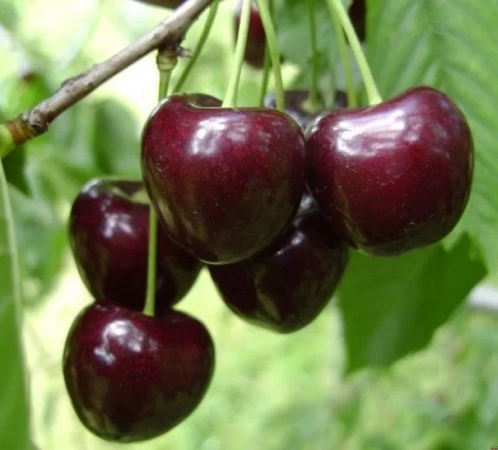 Cires altoit pe gisela 6