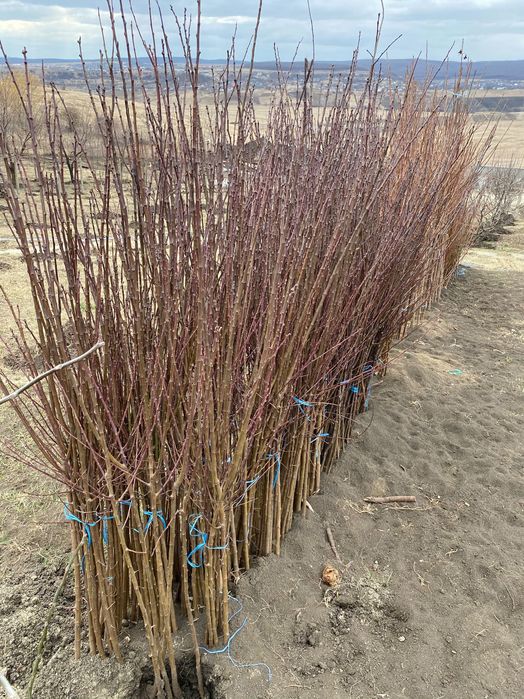 Pomi Fructiferi și Vita de Vie Producator Autorizat