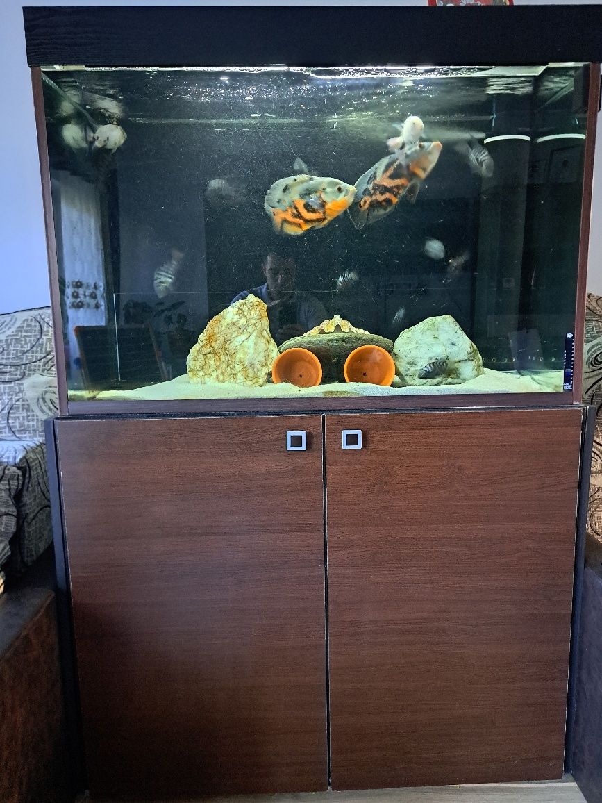 Acvariu ciclide 400L