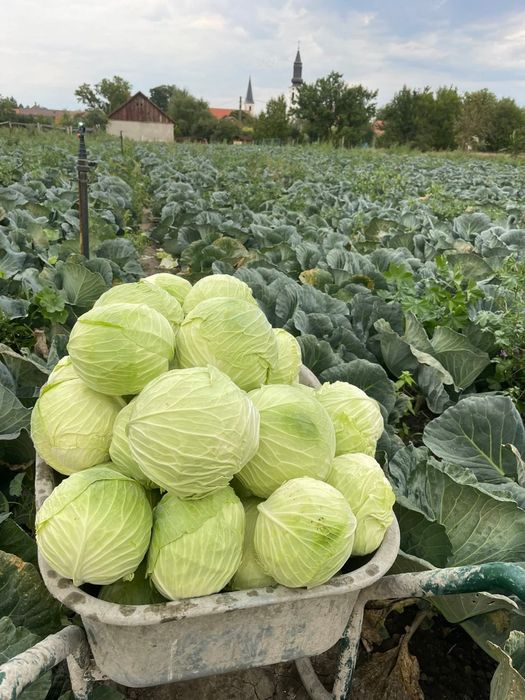 Varză de Socodor de vinzare,in cantitate mare si mică,