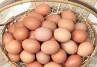 Домашние яйца 10 шт 1000 т
