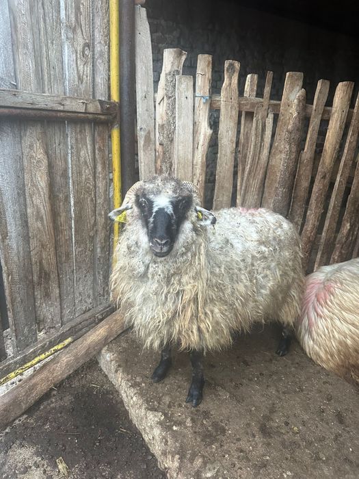 Vand un noatin si 3 mielute