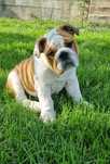 Bulldog Englez .
