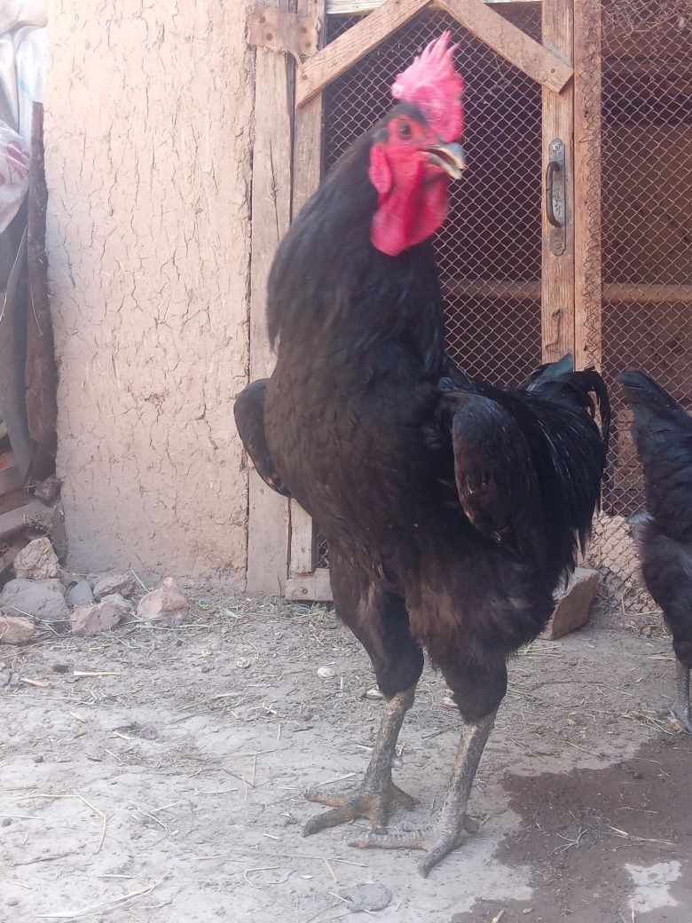 Qora shaxzoda tuxumlari
