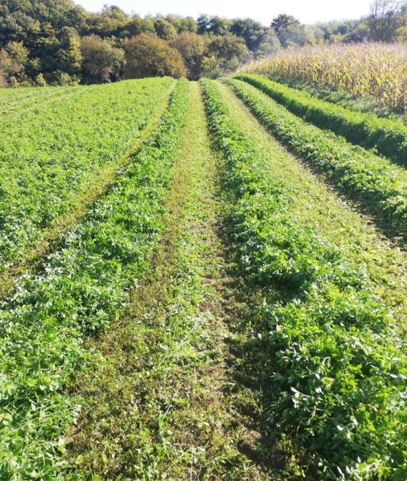 Baloti infoliati de lucerna