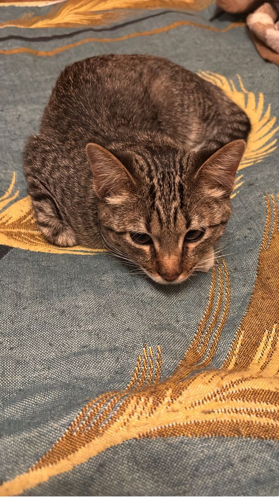 Котёнок даром в хорошие руки