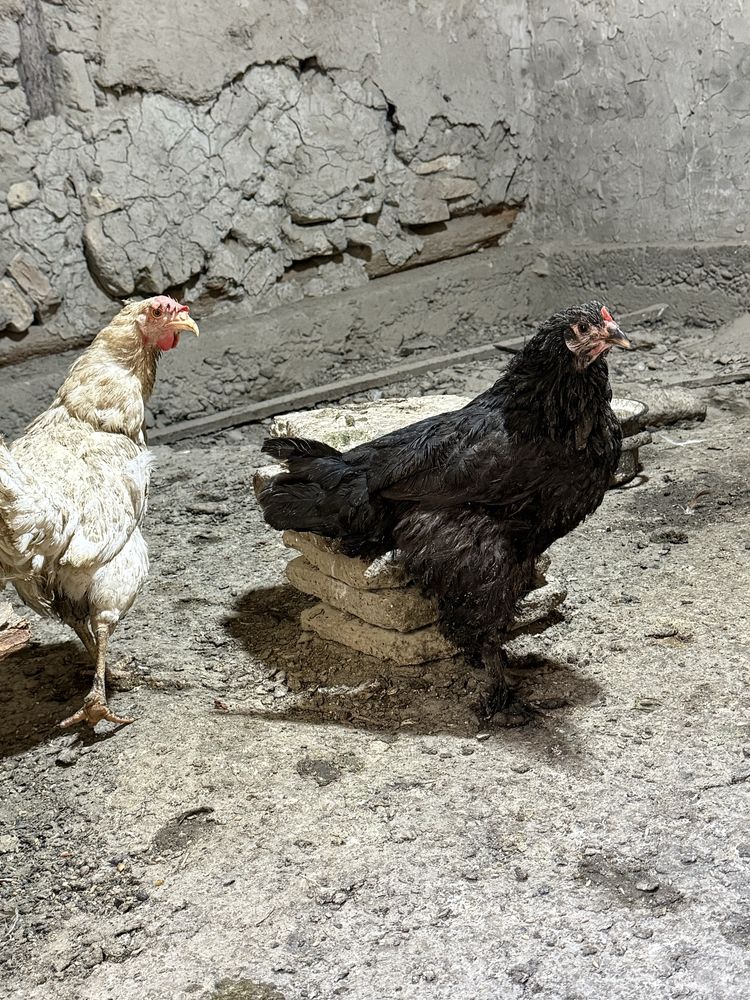Xonaki tovuqlar sotiladi