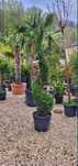 Plante Ornamentale amenajari gradini