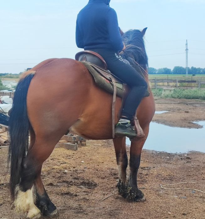 Vând mânz pentru echitație/călărie