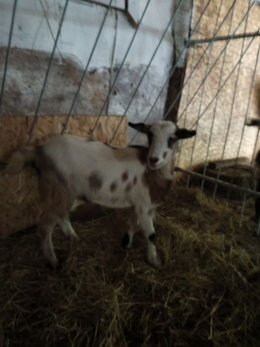 Vand capre si ieduțe