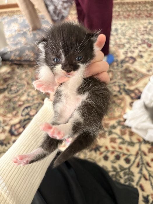 Продаются котята родились 2 недели назад