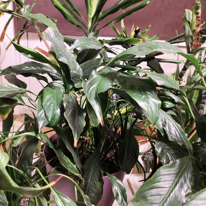 Комнатное растение спатифиллум