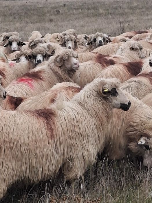 Vând 250 de oi bune de lapte
