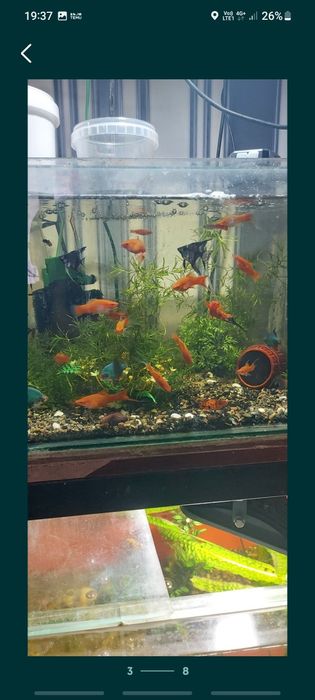 Молинезия. Растения Рыбки аквариумные.