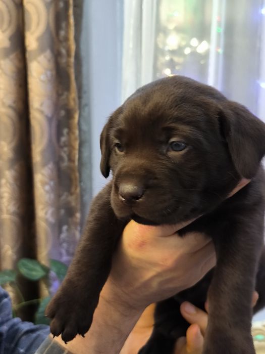 Продам щенков породы лабрадор