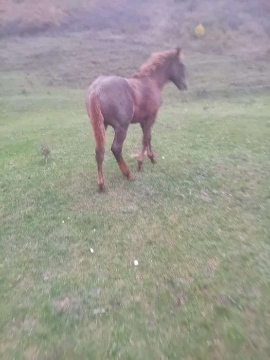 Vând mânz de 5 luni