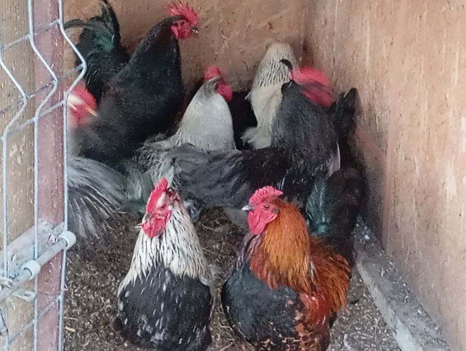 vand oua pentru incubat gaina  australop, susex, rate Pekin si leșești